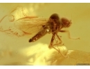 Hybotidae, Dance Fly . Fossil insect in Baltic amber #5646
