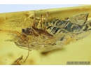 Very Nice Rare Praying Mantis, Mantodea and Dance fly Empididae. Fossil insects Baltic amber #10012