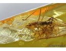 Very Nice Rare Praying Mantis, Mantodea and Dance fly Empididae. Fossil insects Baltic amber #10012