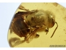 APOIDEA, Very nice Honey Bee. Fossil insect in Baltic amber #5658