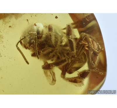 APOIDEA, Very nice Honey Bee. Fossil insect in Baltic amber #5658