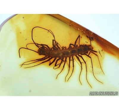 Rare House Centipede , Scutigeridae. Fossil insect in Baltic amber #5659