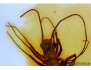 Rare House Centipede , Scutigeridae. Fossil insect in Baltic amber #5659