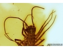 Rare House Centipede , Scutigeridae. Fossil insect in Baltic amber #5659