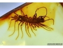 Rare House Centipede , Scutigeridae. Fossil insect in Baltic amber #5659