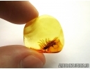 Rare House Centipede , Scutigeridae. Fossil insect in Baltic amber #5659
