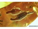 Two Very nice Flowers. Fossil inclusions in Big Baltic amber stone #5662