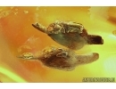 Two Very nice Flowers. Fossil inclusions in Big Baltic amber stone #5662