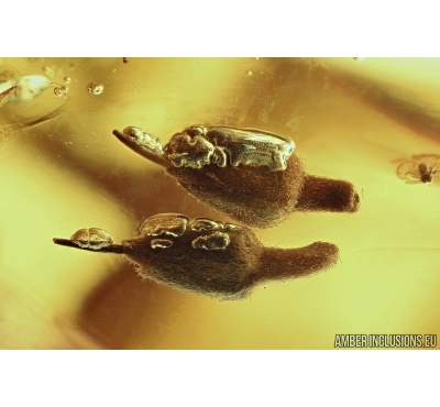 Two Very nice Flowers. Fossil inclusions in Big Baltic amber stone #5662