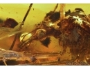 Rare Scorpionfly, Mecoptera and Click Beetle Elateridae. Fossil insects in Baltic amber #5665