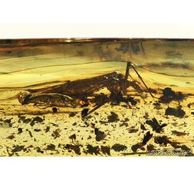 Rare Scorpionfly, Mecoptera and Click Beetle Elateridae. Fossil insects in Baltic amber #5665