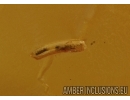 Silverfish, Thysanura and small Worm. Fossil inclusion in Baltic amber #5669