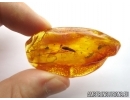 Silverfish, Thysanura and small Worm. Fossil inclusion in Baltic amber #5669