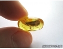 Big 10mm! Caddisfly Trichoptera. Fossil insect in Baltic amber #5673