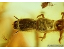 Very Rare, Big 12mm Snakefly Larvae. RAPHIDIOPTERA. Fossil insect in Baltic amber #5675