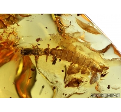 Very Rare, Big 12mm Snakefly Larvae. RAPHIDIOPTERA. Fossil insect in Baltic amber #5675