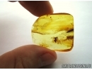 Lepidoptera, Moth with Eggs! Fossil insect in Baltic amber #5676