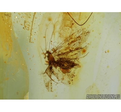 Lepidoptera, Moth with Eggs! Fossil insect in Baltic amber #5676
