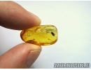 Blattaria, Cockroach. Fossil insect in Baltic amber #5689