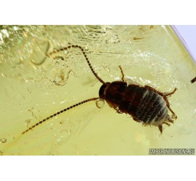 Blattaria, Cockroach. Fossil insect in Baltic amber #5689