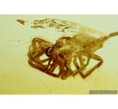 Rare Spider with very longs embolus, Araneae, Dictynidae, Mastigusa in BALTIC AMBER #5690