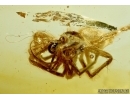Rare Spider with very longs embolus, Araneae, Dictynidae, Mastigusa in BALTIC AMBER #5690