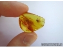 Rare Spider with very longs embolus, Araneae, Dictynidae, Mastigusa in BALTIC AMBER #5690