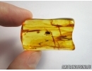 Mammalian hair and more. Fossil inclusion in Baltic amber #5691