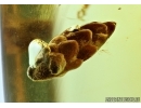 Nice Bud. Fossil inclusion in Baltic amber #5696