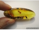 Nice Bud. Fossil inclusion in Baltic amber #5696