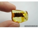 FERN, PTERIDOPHYTA in Baltic amber #5698