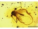 Extremely Rare Mosquito, Culicidae, Culex. Fossil insect in Baltic amber #5702