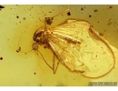 Extremely Rare Mosquito, Culicidae, Culex. Fossil insect in Baltic amber #5702