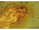 Extremely Rare Mosquito, Culicidae, Culex. Fossil insect in Baltic amber #5702