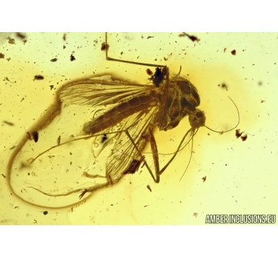 Extremely Rare Mosquito, Culicidae, Culex. Fossil insect in Baltic amber #5702