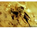 Extremely rare Stalk-eyed fly, Diopsidae. Fossil insect in Baltic amber #5703