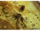 Extremely rare Stalk-eyed fly, Diopsidae. Fossil insect in Baltic amber #5703