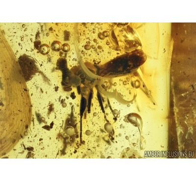 Extremely rare Stalk-eyed fly, Diopsidae. Fossil insect in Baltic amber #5703