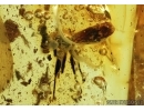 Extremely rare Stalk-eyed fly, Diopsidae. Fossil insect in Baltic amber #5703