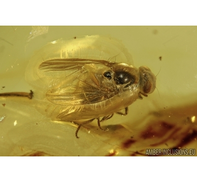 Acalyptratae, Muscoid fly. Fossil insect in Baltic amber #5710