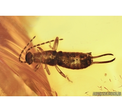 Very Nice , Rare EARWIG, DERMAPTERA. Fossil inclusion in BALTIC AMBER #5737