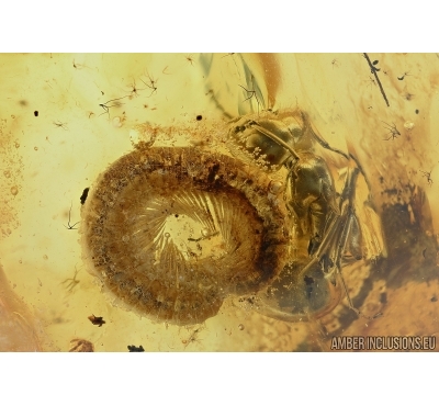 Millipede, Diplopoda, Julidae and big Ant in Baltic amber #5740