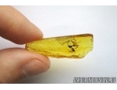 Hymenoptera, Wasp. Fossil inclusion in Baltic amber #5748