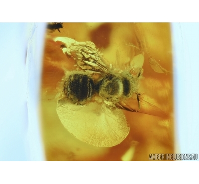 APOIDEA, Honey Bee. Fossil insect in Baltic amber #5757