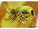 APOIDEA, Honey Bee. Fossil insect in Baltic amber #5757