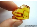 APOIDEA, Honey Bee. Fossil insect in Baltic amber #5757