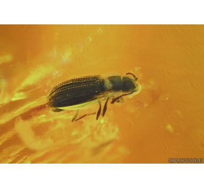 Latridiidae, Beetle and More. Fossil insects in Baltic amber #5760