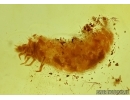 Nice Beetle Larva Coleoptera. Fossil inclusion In BALTIC AMBER #5762