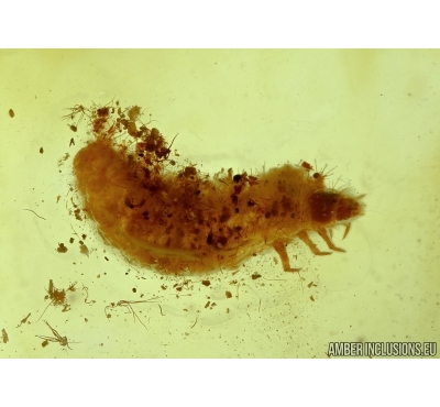 Nice Beetle Larva Coleoptera. Fossil inclusion In BALTIC AMBER #5762