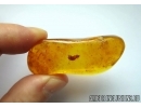 Nice Beetle Larva Coleoptera. Fossil inclusion In BALTIC AMBER #5762